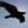 The Raven
