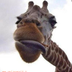 Le Giraffe