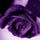 ultravioletta