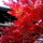 momiji1020