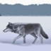 Svalbard