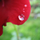 Dew露