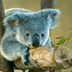 Piccolo Koala
