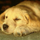 Puffetta
