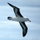 albatros