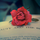 Sharon ~ ebook