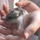 Yosholo