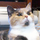 Un onesto cacciavite (in collaborazione con Gatto Lenin)