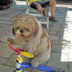 <b>MonicOtto, chi la macchina chi il triciclo</b>