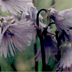 soldanella