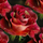 kristy2384