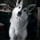 Nymeria