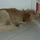 Richi