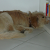 Richi