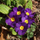 Primula Viola