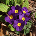 Primula Viola