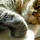 Miss Miao