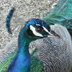 Angelo