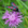 Acherontia Atropos