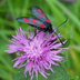 Acherontia Atropos