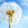 Lady Dandelion