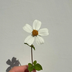 推理小青柑