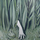 Renard Detective