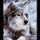 Lonewolfsoul
