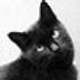 Black Cat