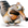 Scrat