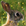 Werehare