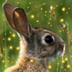 Werehare