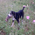 Lola