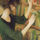 La giovane Libraia, CarolH.