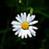 margherita [no e-books]
