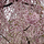 Sakuchan
