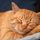 Redcat