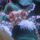 Boxing Crab