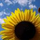 girasole75