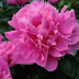 Paeonia in Horto - attività sullo scaffale sospesa dal 27/07/17