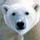 orso