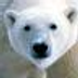 orso