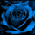 BlueRose
