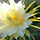 fiordicactus