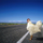 ChickenCrossingTheRoad
