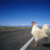 ChickenCrossingTheRoad