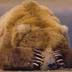 BearFox