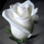 White Lady