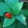 Coccinella