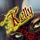 Kelly Dreams